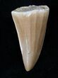 Fossil Mosasaurus Tooth #17024-1